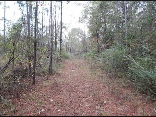 0 Dry Ridge Road Mendenhall, MS 39114 - Photo 1 of 6 Photo 1