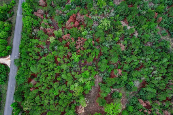 a view of a lush green forest