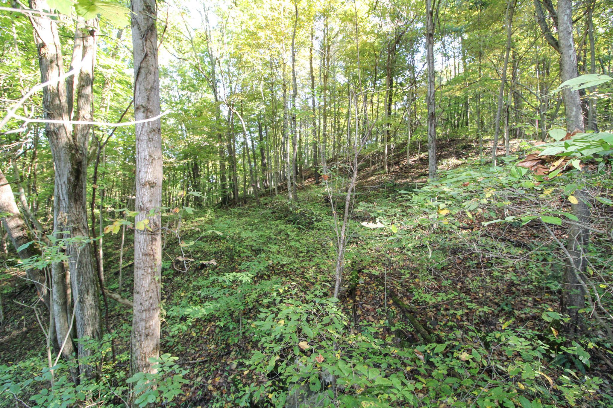0 Mud Run Road Summerfield, OH 43788 - Photo 6 of 51 IMG_5431