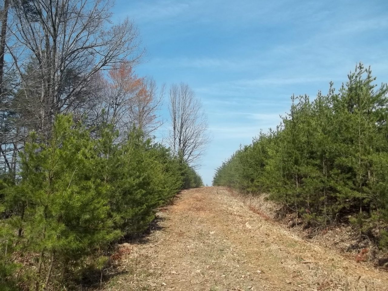 0 Berryville Road Gretna, VA 24557 - Photo 14 of 15 a view of a yard with trees in front of the house