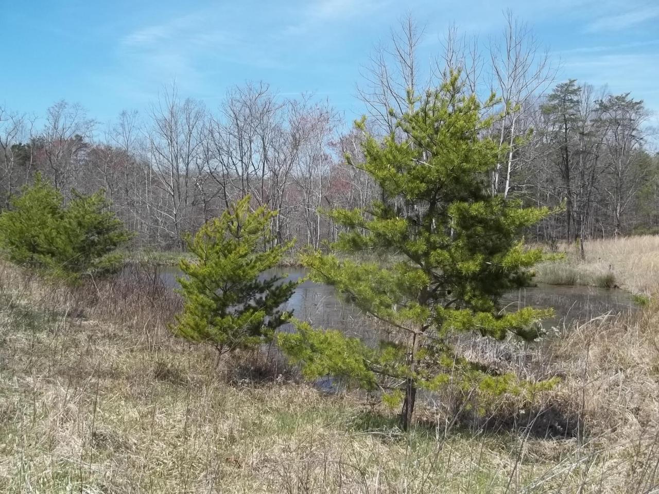 0 Berryville Road Gretna, VA 24557 - Photo 2 of 15 a view of a yard with a tree
