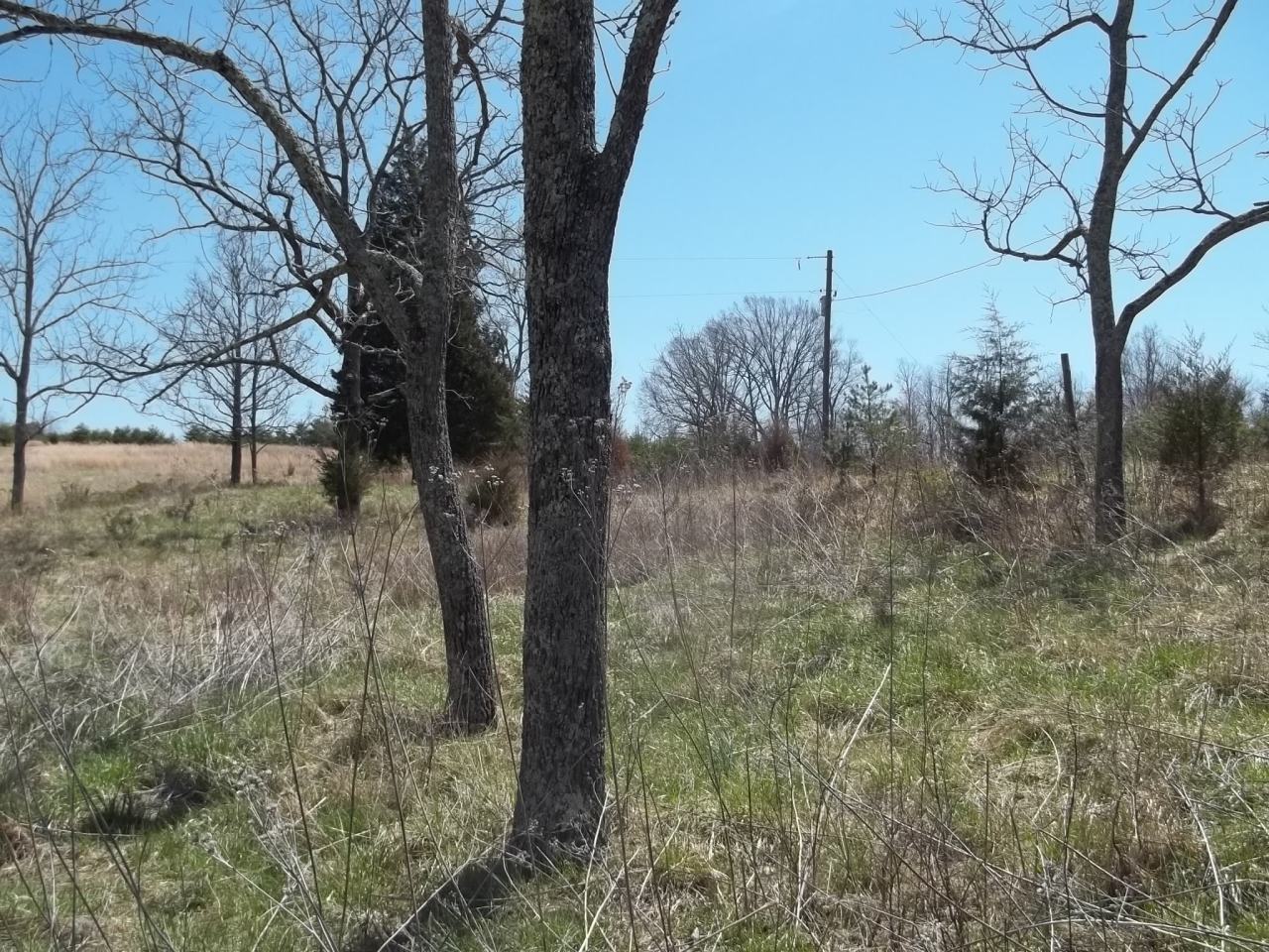 0 Berryville Road Gretna, VA 24557 - Photo 6 of 15 a view of a yard with large trees