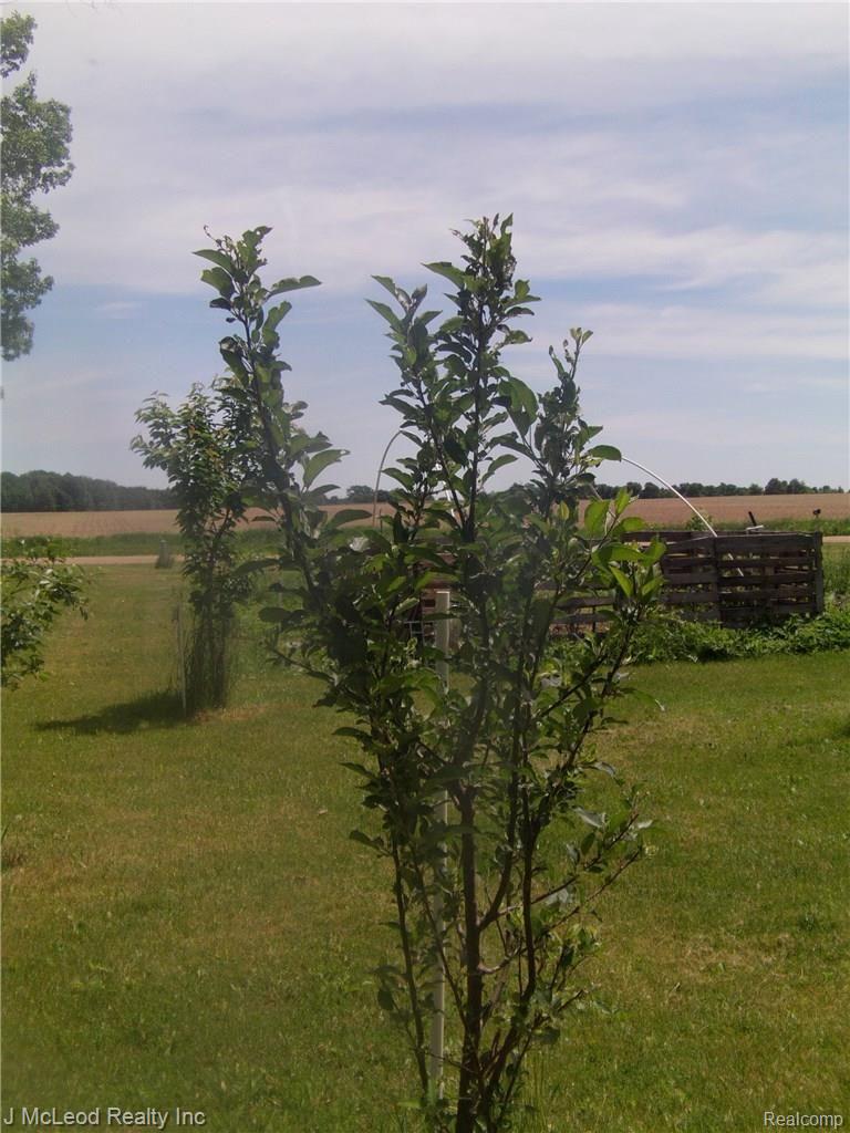 9774 Vassar Road Millington, MI 48746 - Photo 9 of 34 cherrys and apple.jpg