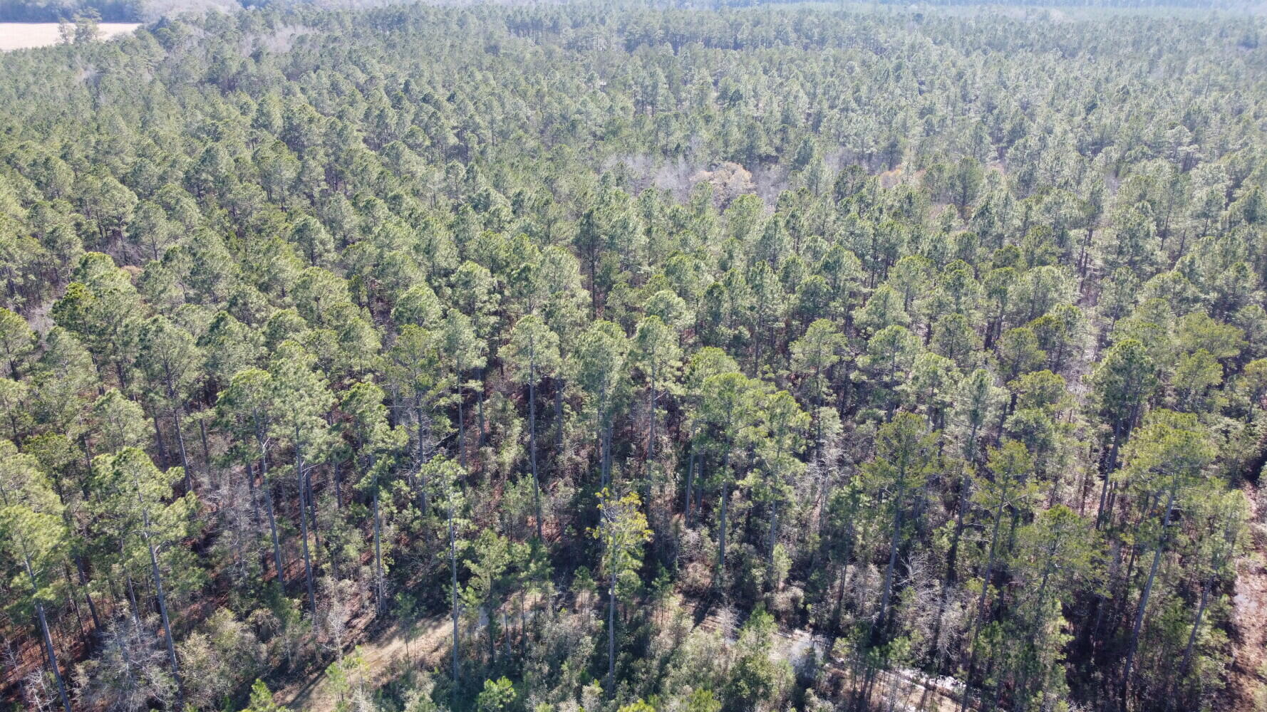12 Rehoboth Road Cottageville, SC 29435 - Photo 6 of 10 679957f4a6030