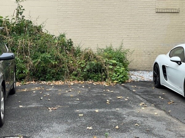95 Allston Street, Unit 3 Cambridge, MA 02139 - Photo 11 of 12 a backyard of a house with lots of green space
