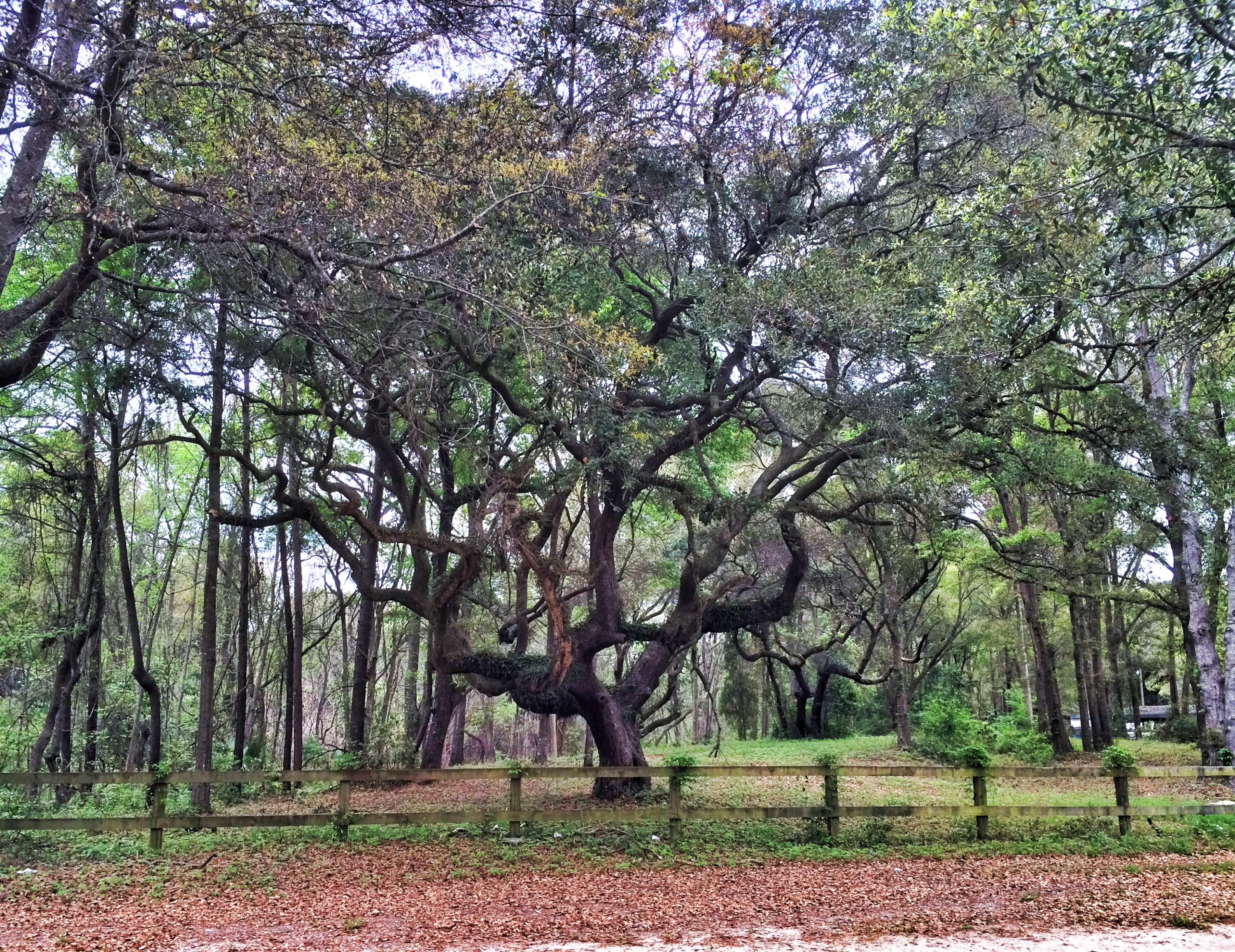 2590 Cherry Point Road Wadmalaw Island, SC 29487 - Photo 1 of 8 Oak that fronts Cherry Point Rd.