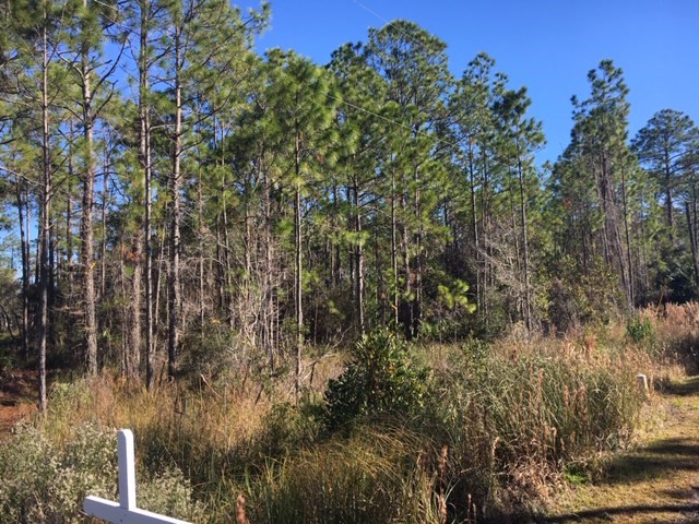 183 Kal Lane Carrabelle, FL 32322 - Photo 11 of 14