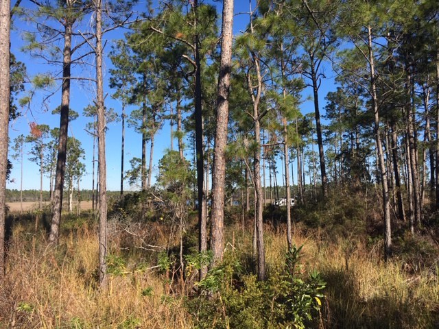 183 Kal Lane Carrabelle, FL 32322 - Photo 10 of 14