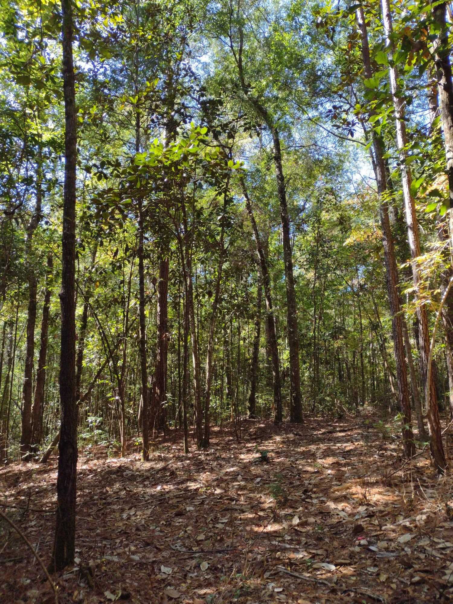 0 Canaan Road West Stockton, AL 36579 - Photo 3 of 12