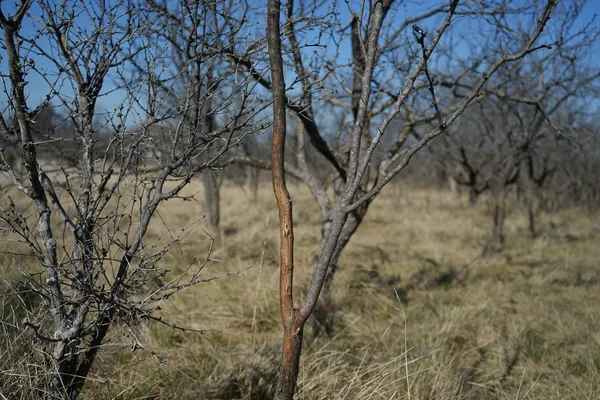 a view of a tree in a field