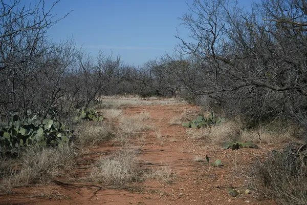 a view of a bunch of trees