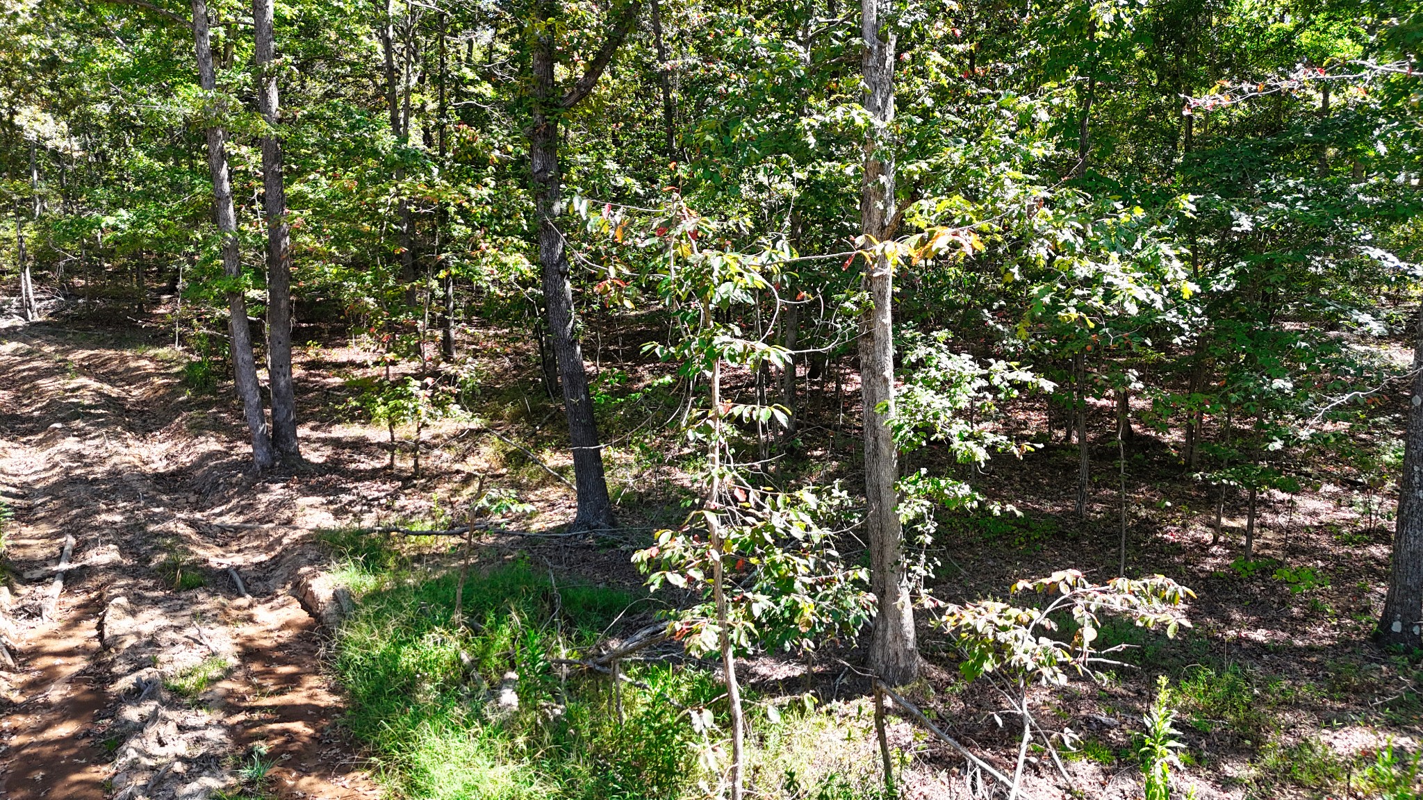0 Oak Springs Road Nunnelly, TN 37137 - Photo 11 of 24 a view of tree