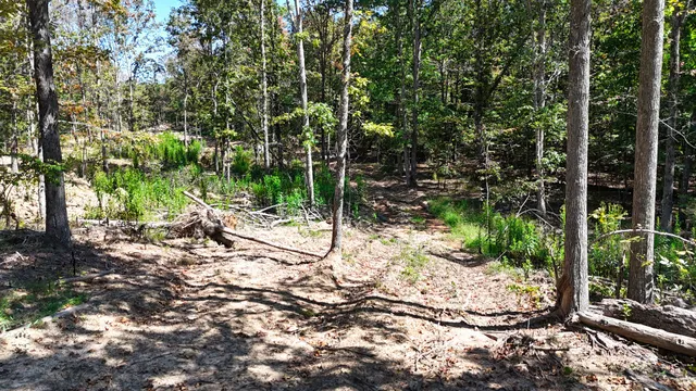 a view of a yard with plants and large trees