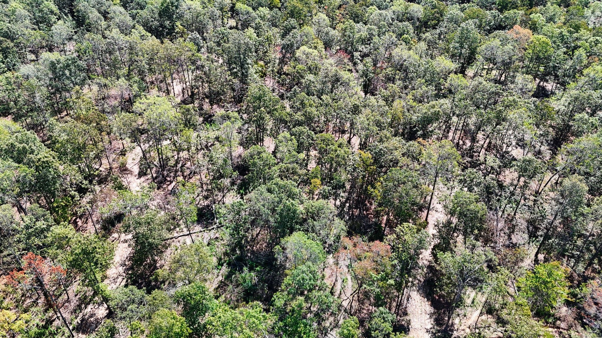 0 Oak Springs Road Nunnelly, TN 37137 - Photo 20 of 24 an outdoor view of forest