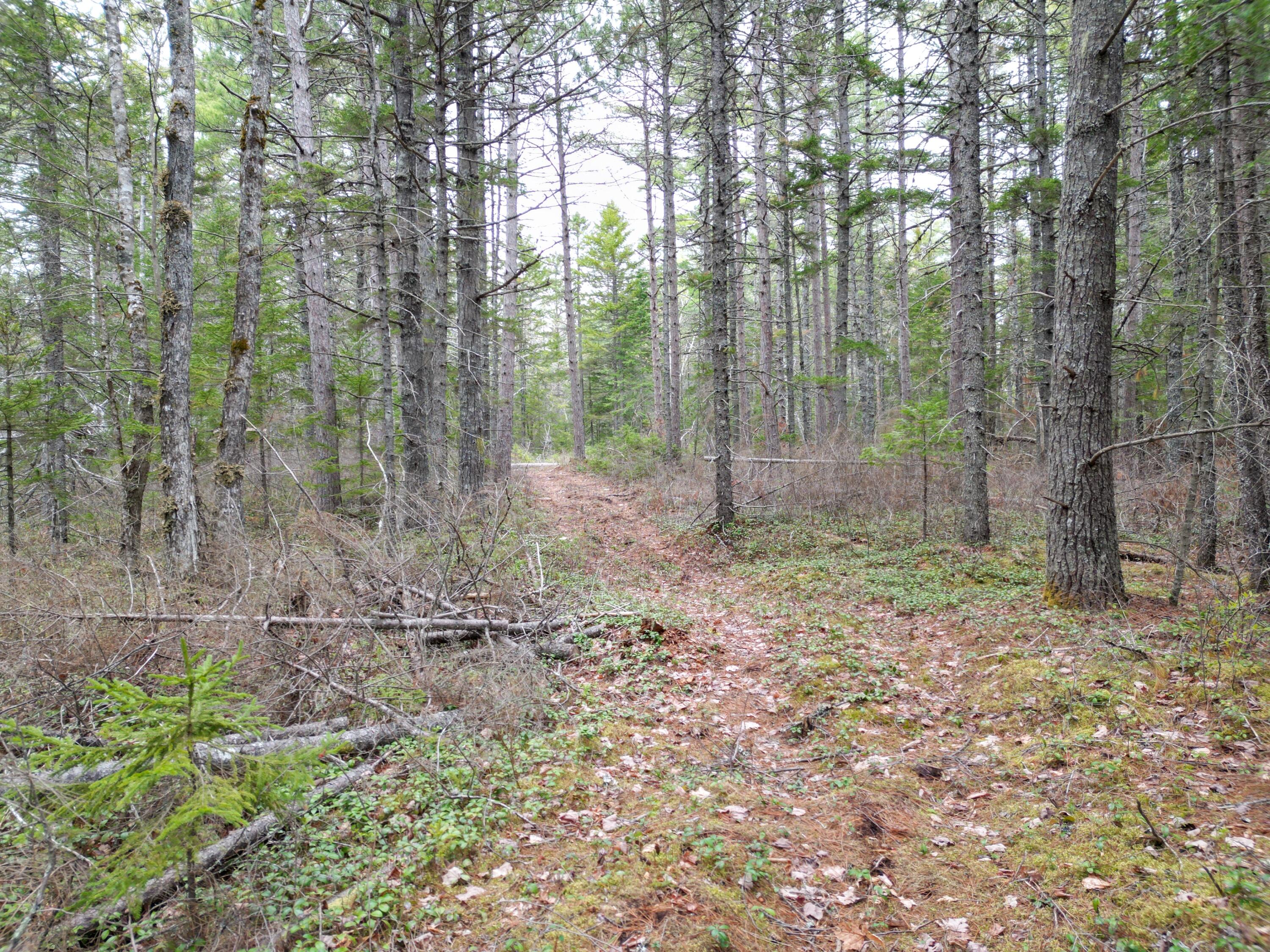 1323 Deer Haven Road Wesley, ME 04686 - Photo 5 of 14 DJI_0416