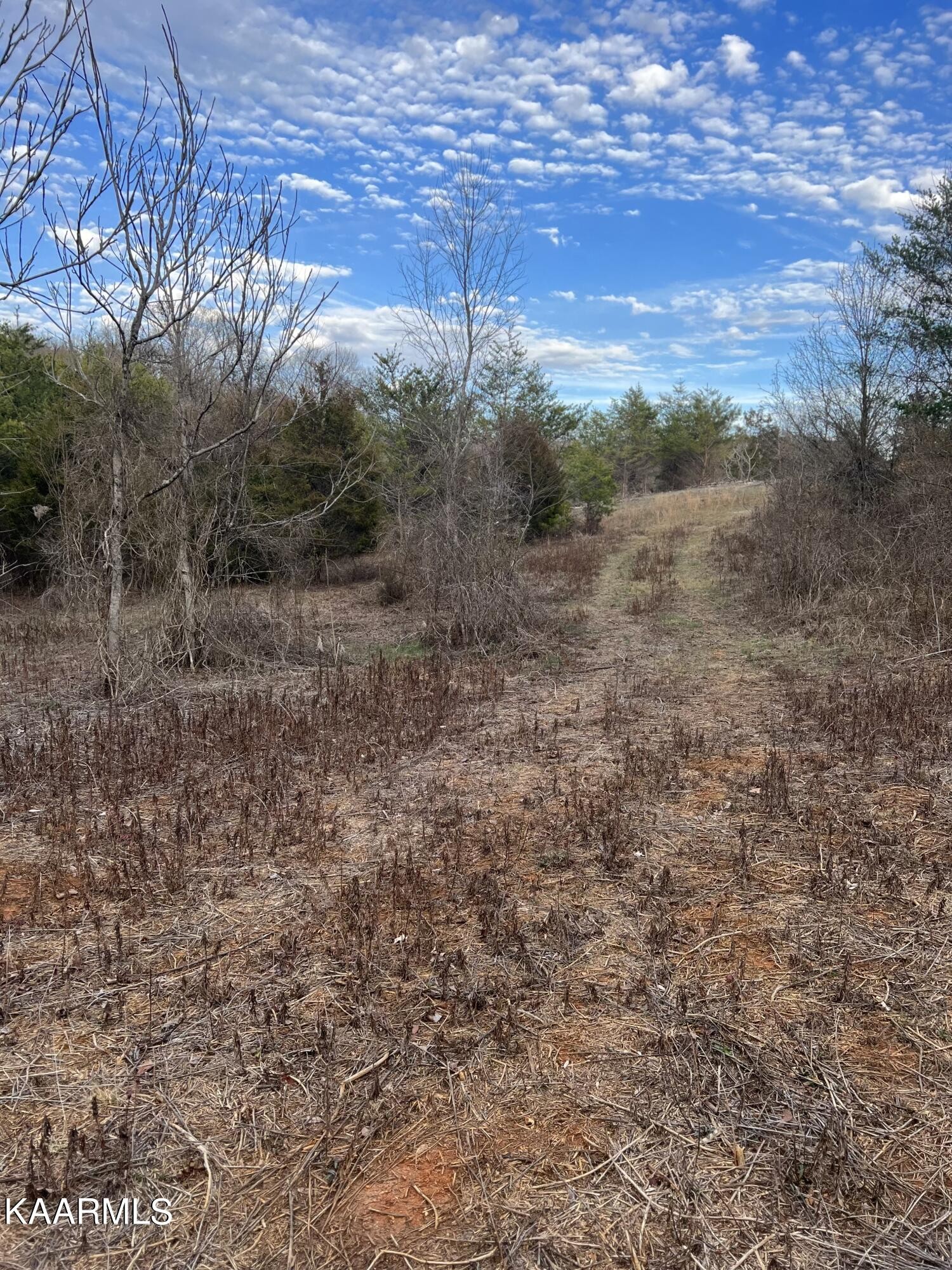 41 Piney Road Kodak, TN 37764 - Photo 11 of 15 a view of a dry yard with trees