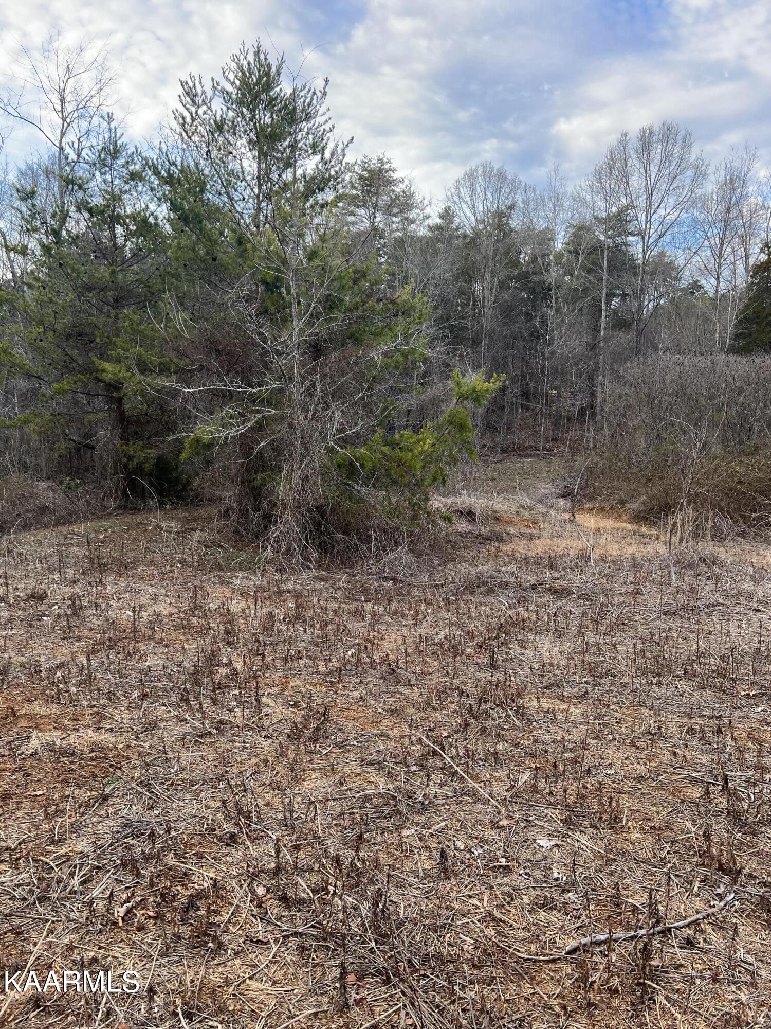 41 Piney Road Kodak, TN 37764 - Photo 13 of 15 a view of a yard with a tree