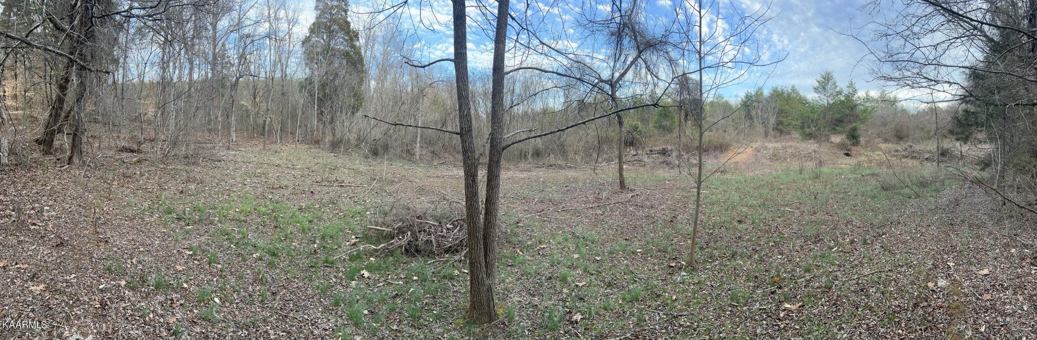 41 Piney Road Kodak, TN 37764 - Photo 8 of 15 a view of a forest with a tree