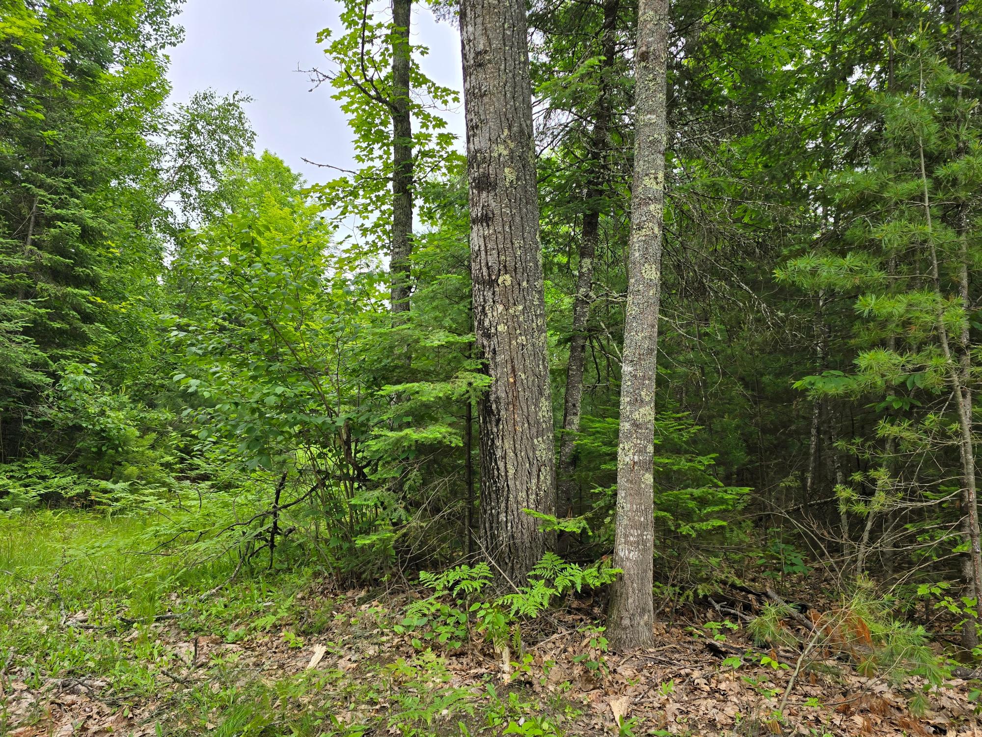 3598 Monheim Road Conover, WI 54519 - Photo 28 of 37 Gallery Image 28