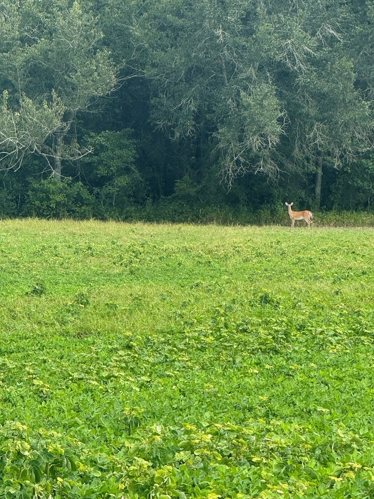 92-acres Bazemore Mill Pond Road Gordon, AL 36343 - Photo 13 of 15