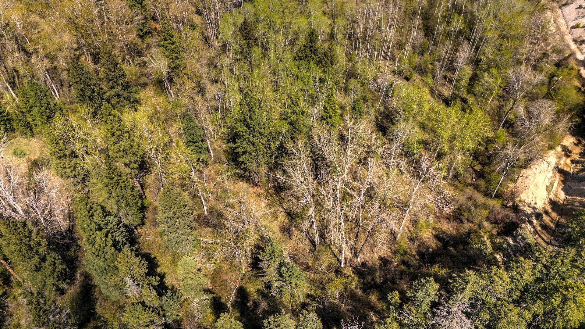 13275 Balsam Root Road Lolo, MT 59847 - Photo 17 of 36 Gallery Image 17