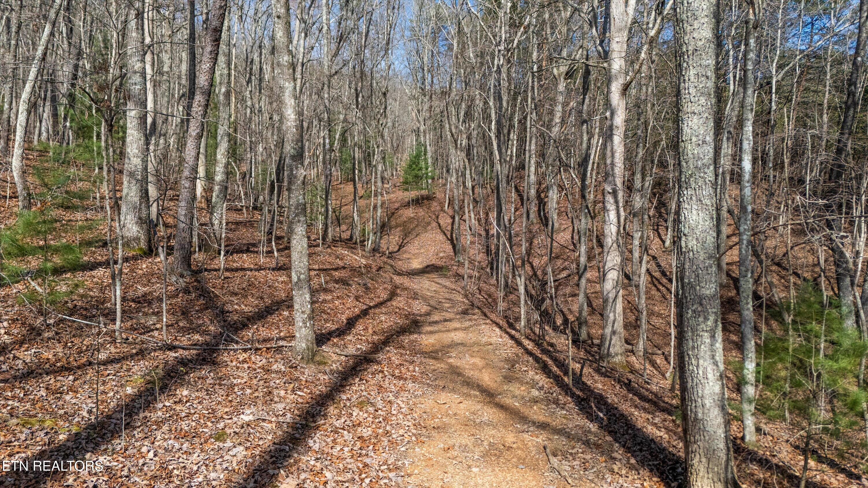 575 Ironsburg Road Tellico Plains, TN 37385 - Photo 53 of 57 59-575 Ironsburg Rd16