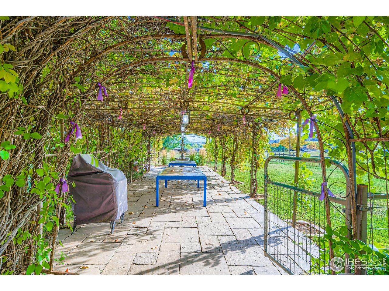 3617 Glade Road Loveland, CO 80538 - Photo 38 of 50 Unbelievable Grape Vine patio perfect for entertaining and enjoying the Mountain Views to the West!