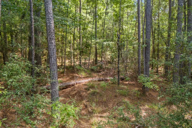 a view of a forest with a tree