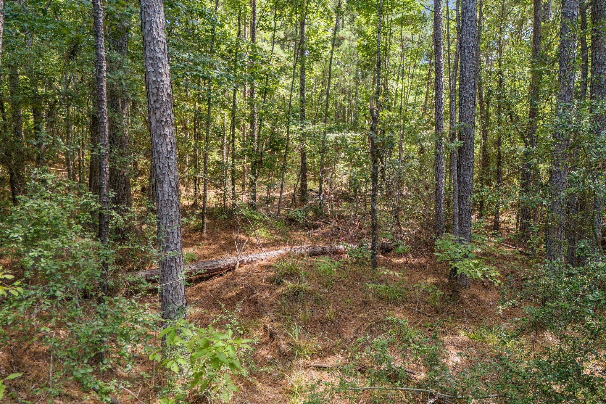 a view of a forest with a tree