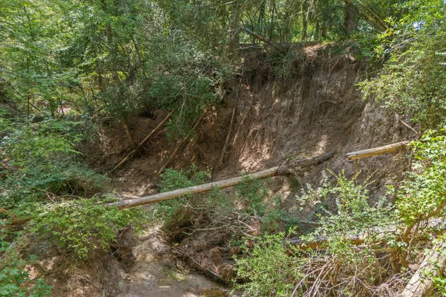 a view of a forest with a tree