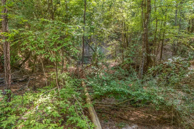 a view of a lush green forest