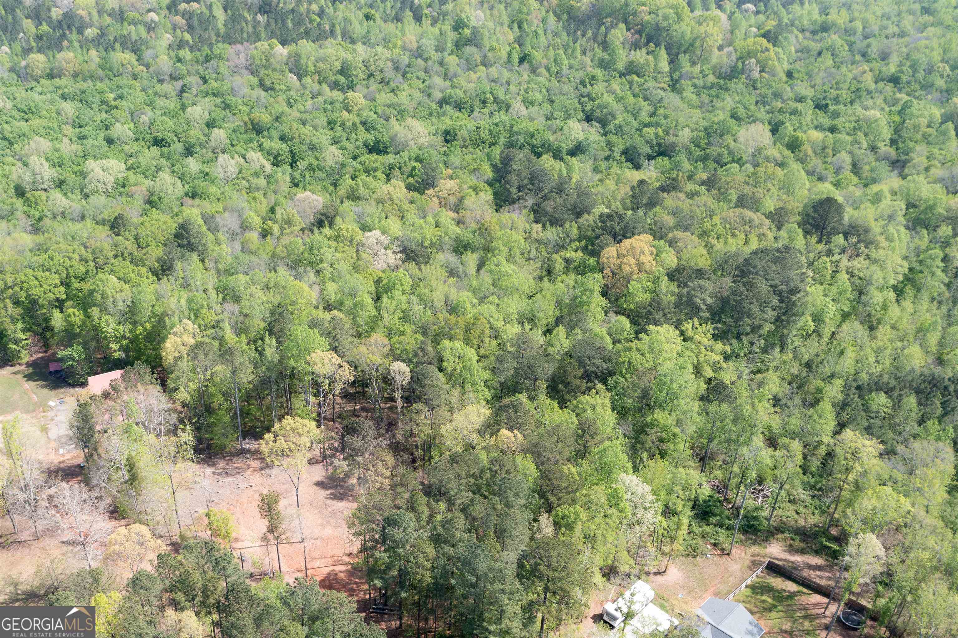 a view of a forest with plants and trees
