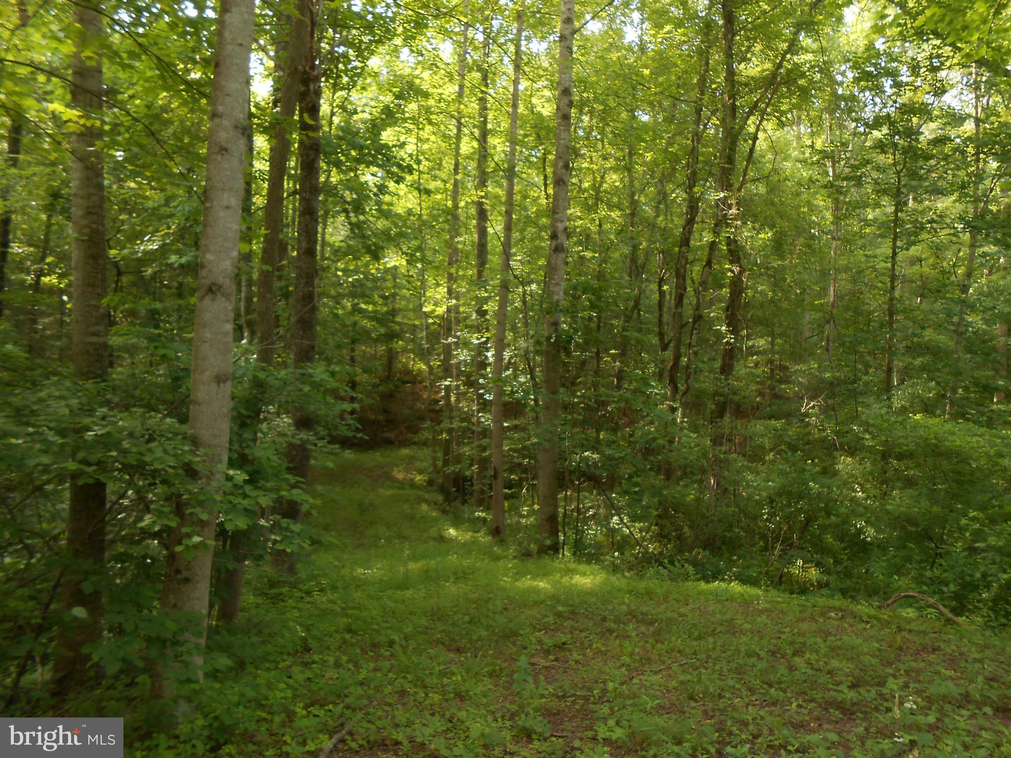 The Mountain Road Culpeper, VA 22701 - Photo 4 of 17 View
