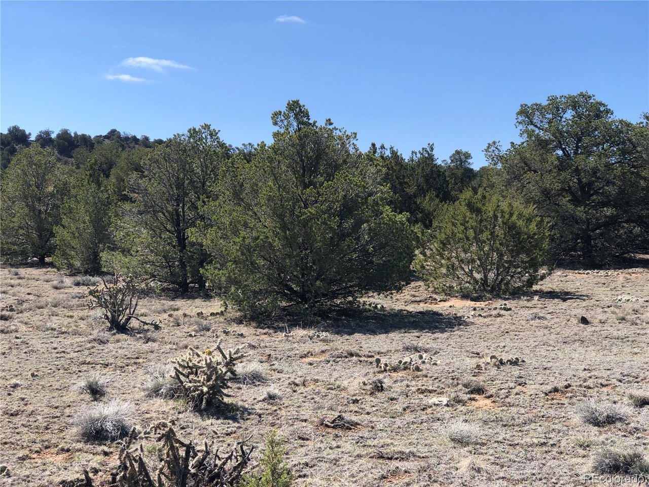 936 Rio Cucharas Phs, Unit 3 Walsenburg, CO 81089 - Photo 16 of 20 a view of a yard with a tree