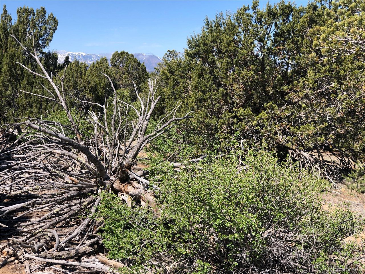 936 Rio Cucharas Phs, Unit 3 Walsenburg, CO 81089 - Photo 17 of 20 a view of a tree in a garden