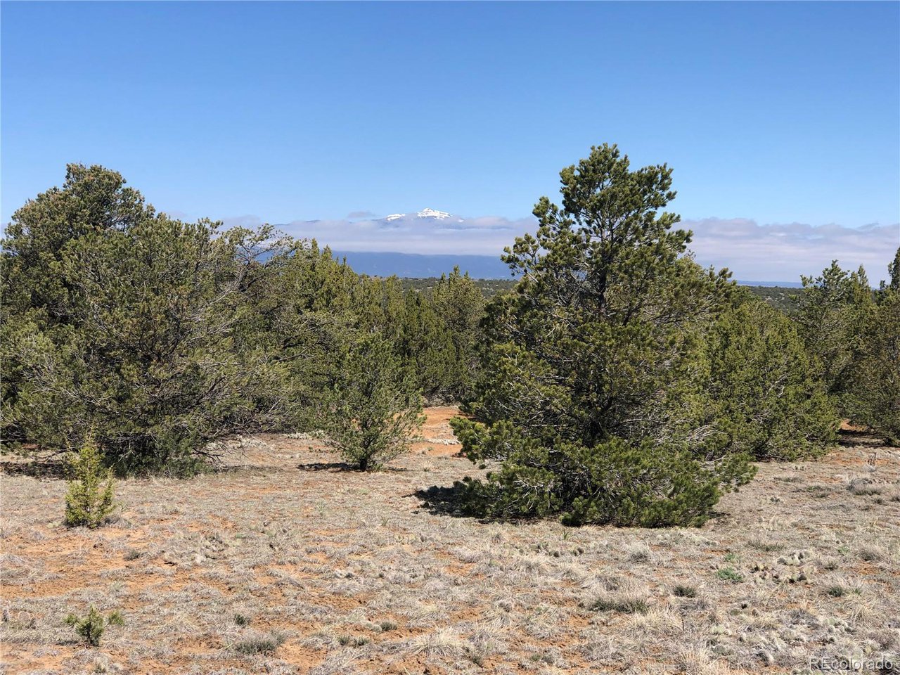 936 Rio Cucharas Phs, Unit 3 Walsenburg, CO 81089 - Photo 10 of 20 a view of a yard with a tree