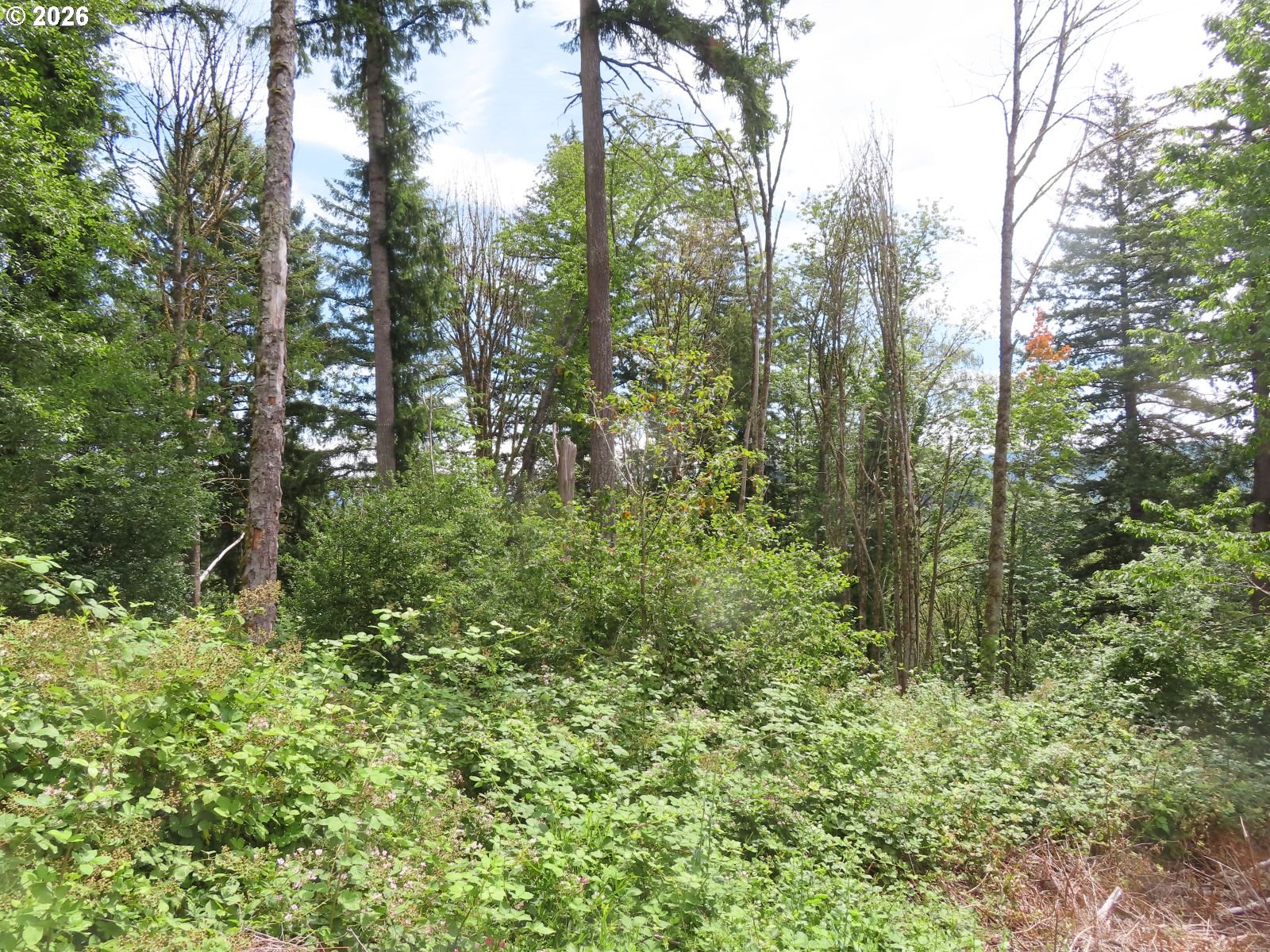 Coleman Road Mossyrock, WA 98564 - Photo 5 of 22