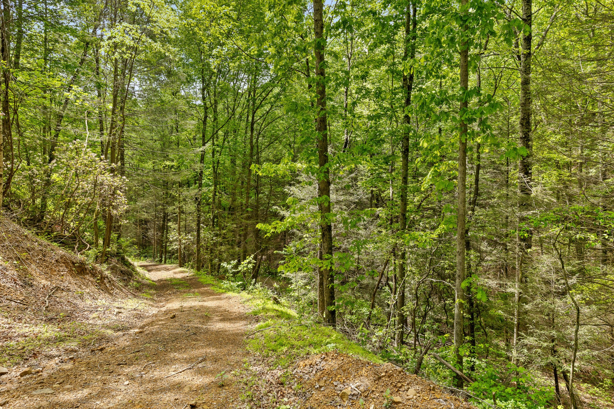 0 Dandy Road Signal Mountain, TN 37377 - Photo 15 of 40 Gallery Image 15