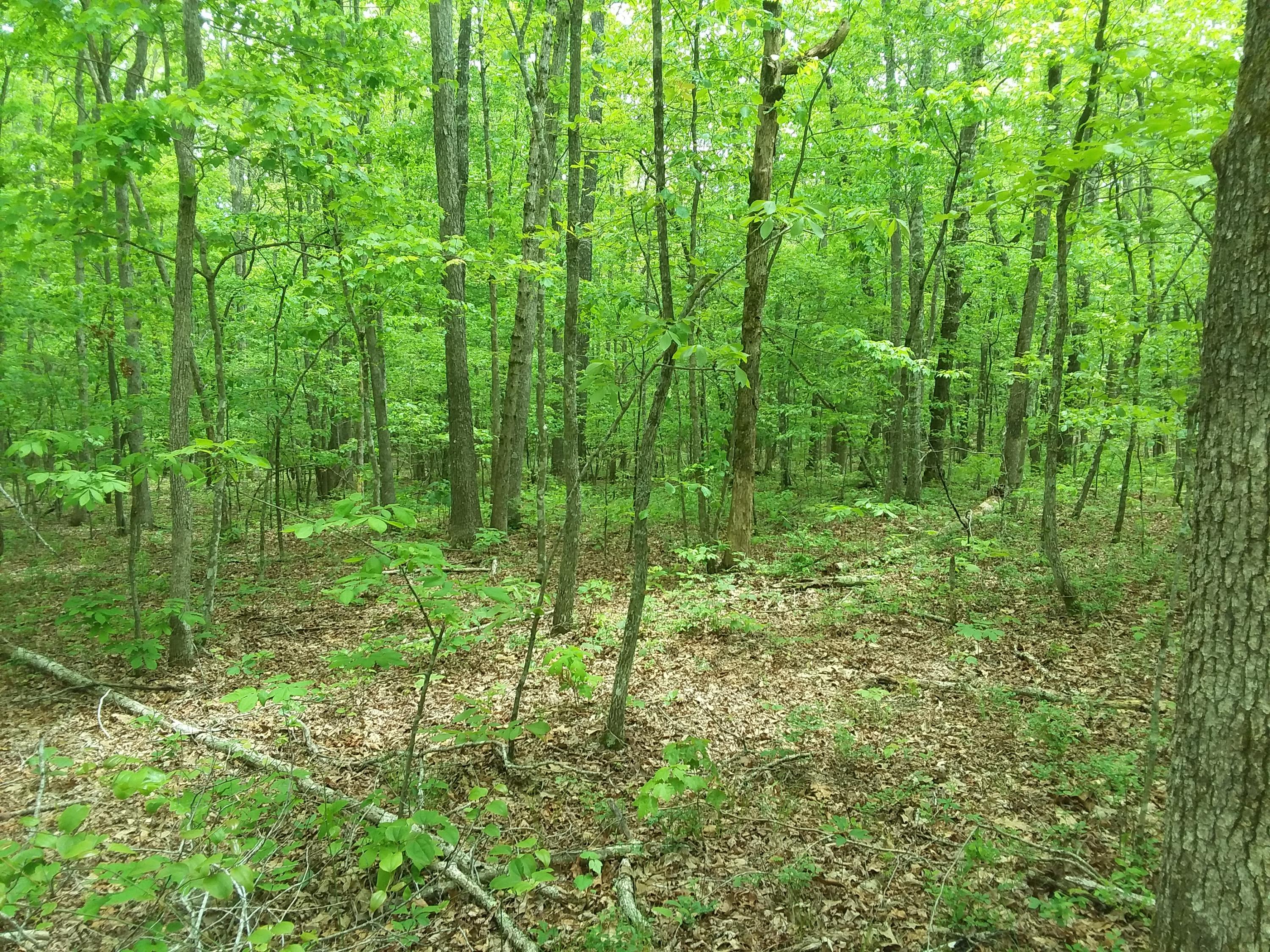 24 White Oak Swamp Road, Unit 24 Dunlap, TN 37327 - Photo 5 of 7 20200519_125325