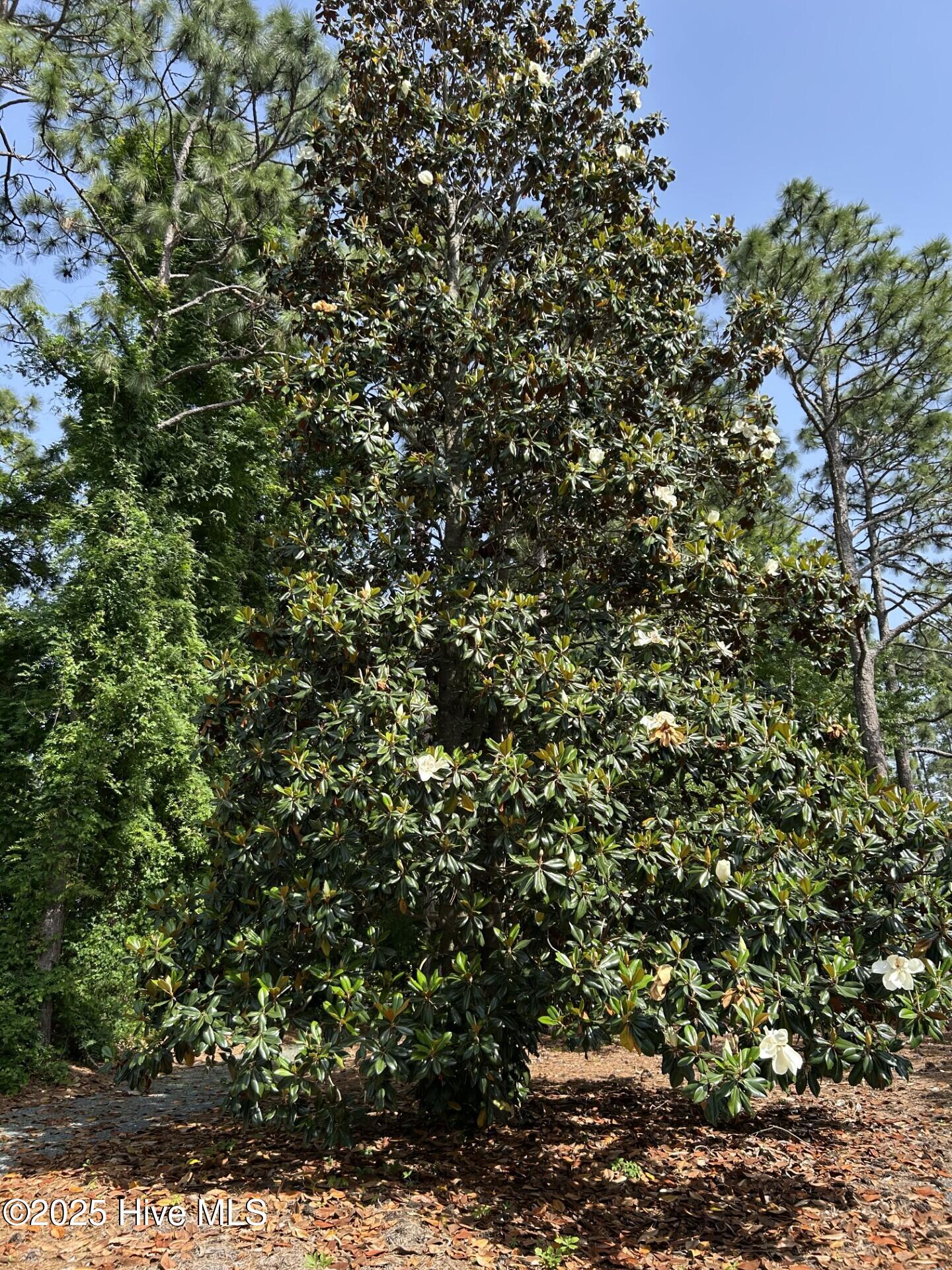 106 Eagle Lane Hampstead, NC 28443 - Photo 16 of 16 16 magnolia tree