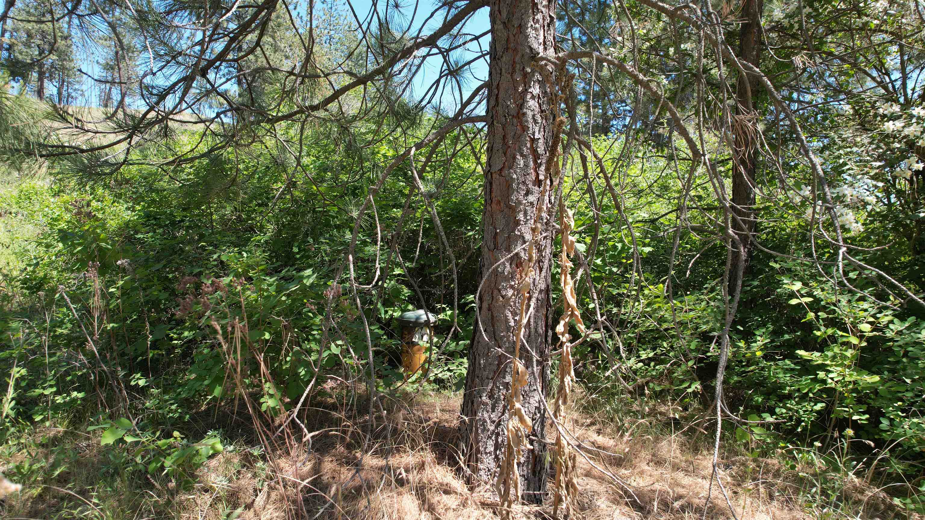 5550 Scotts Valley Road Deer Park, WA 99006 - Photo 6 of 34