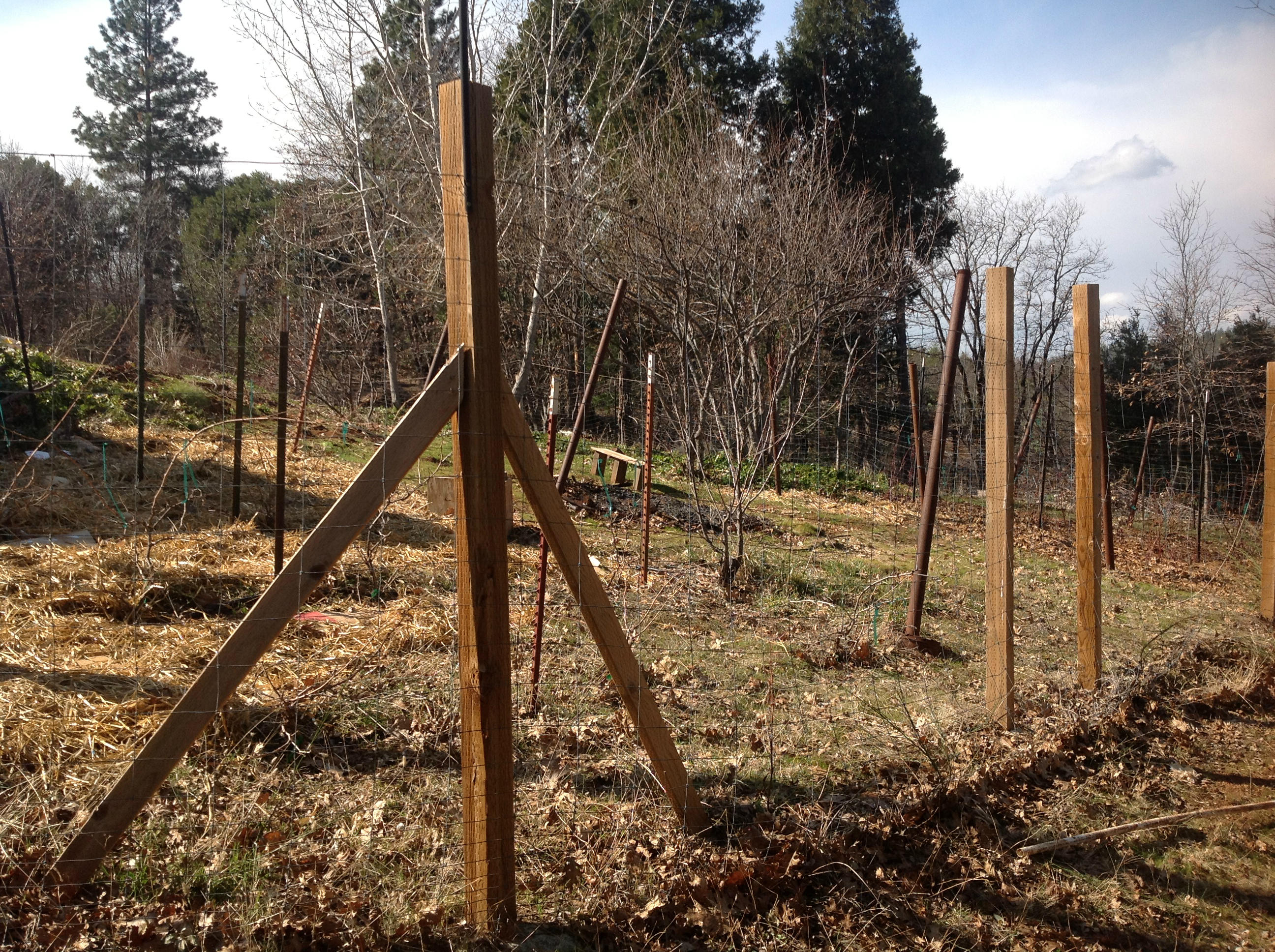 29204 Park Road Bella Vista, CA 96008 - Photo 17 of 41 a view of a forest