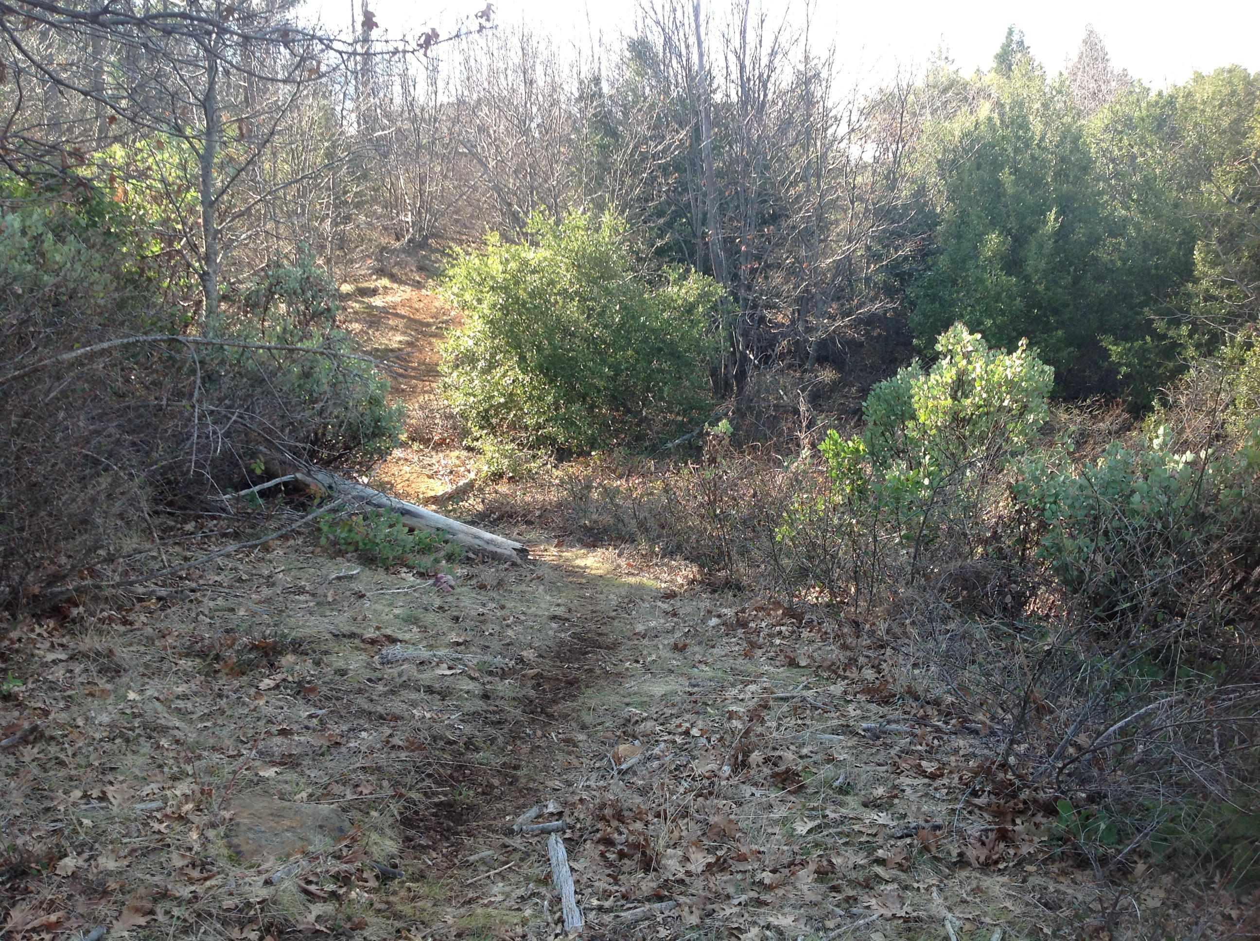 29204 Park Road Bella Vista, CA 96008 - Photo 23 of 41 a view of a forest with trees in the background