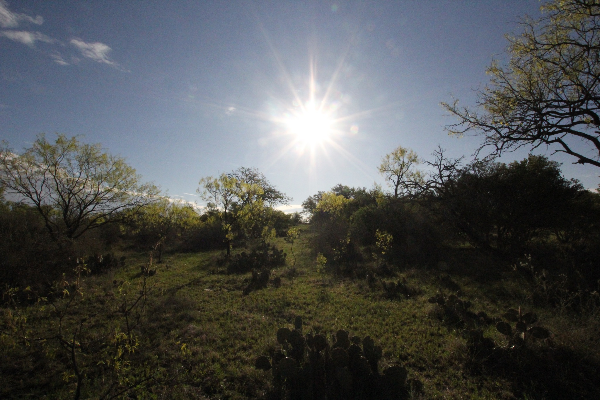 2976 Lower Willow Creek Road Mason, TX 76856 - Photo 26 of 27 Expansive natural landscape featuring scattered trees, varied green foliage, and visible cacti under a clear sky
