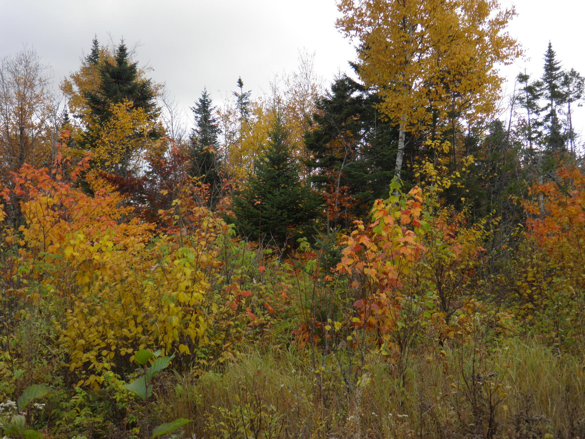 Lot 24 Currie Rd Mount Mount Chase, ME 04765 - Photo 17 of 24 PA130697
