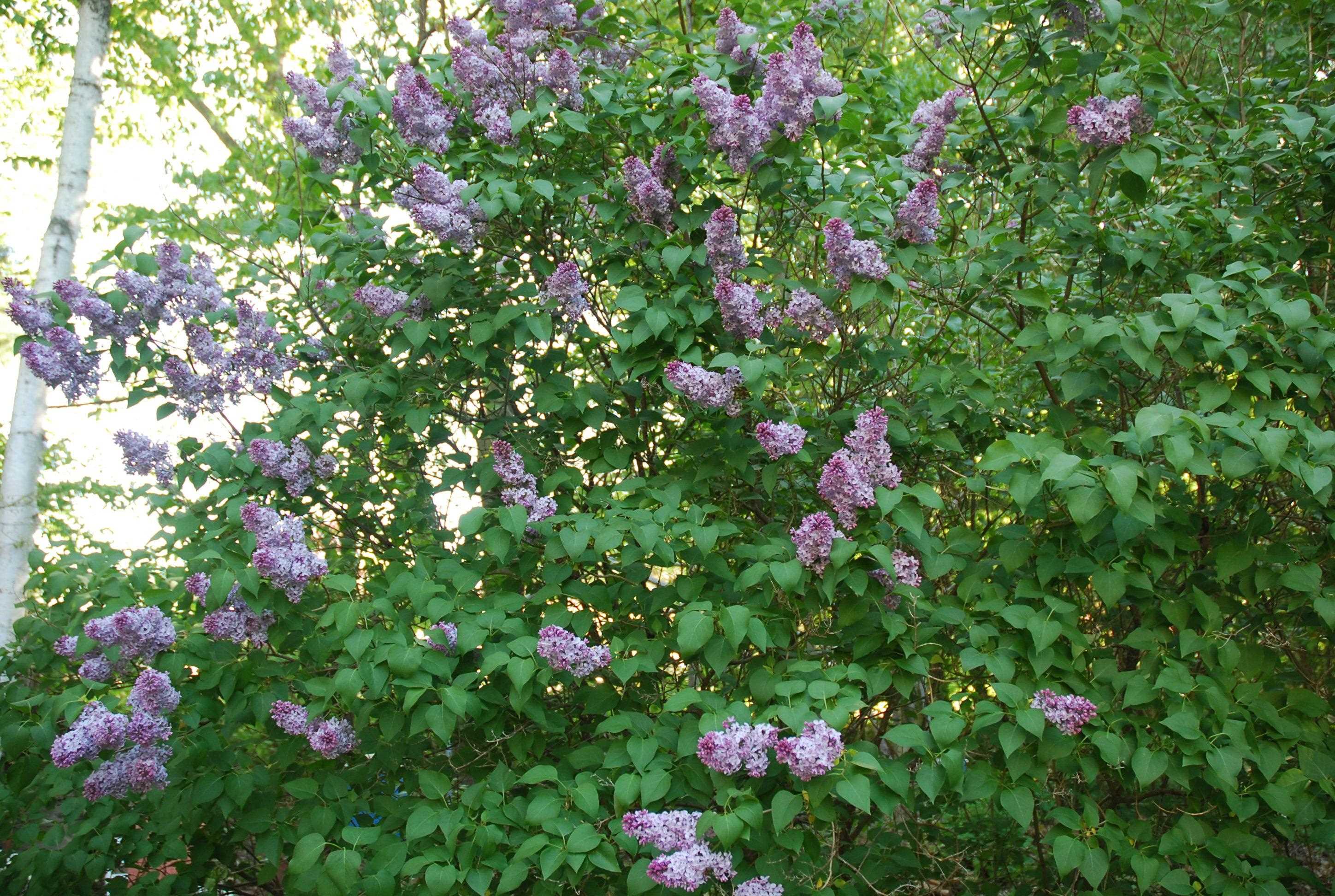 142 Bayview Road Georgia, VT 05454 - Photo 34 of 40 Gallery Image 34