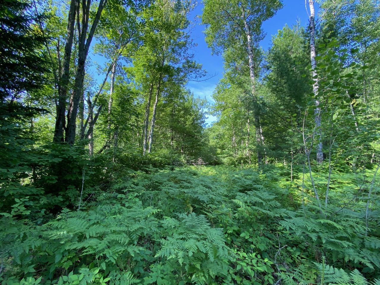 Lot 2 Cambridge Rhinelander, WI 54501 - Photo 5 of 13