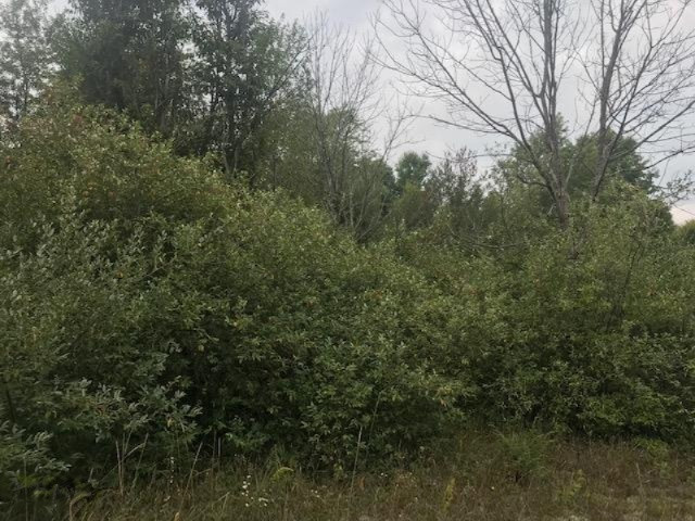 8 Mile Road Kaleva, MI 49645 - Photo 14 of 14 IMG_3972