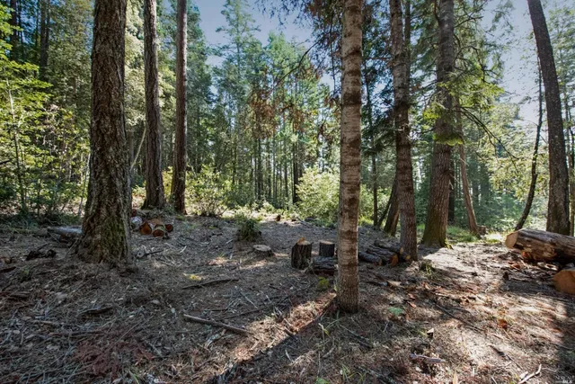 a view of outdoor space with lots of trees