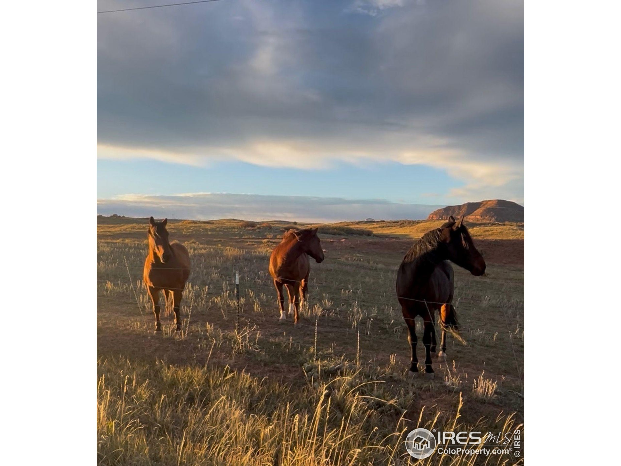601 Red Mountain Road Livermore, CO 80536 - Photo 45 of 49 a view of walk in closet